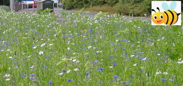 Bee meadow